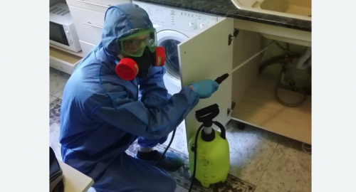 Уничтожение муравьев в квартире. Кировск