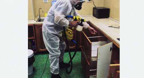 Уничтожение насекомых в квартире. Кировск