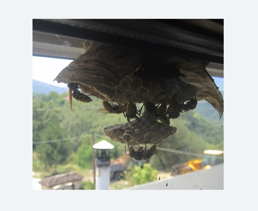 Уничтожение гнёзд шершней в Кировске