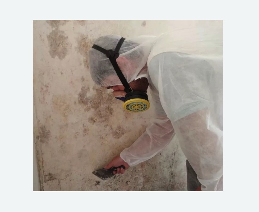 Обработка стен от плесени в Кировске