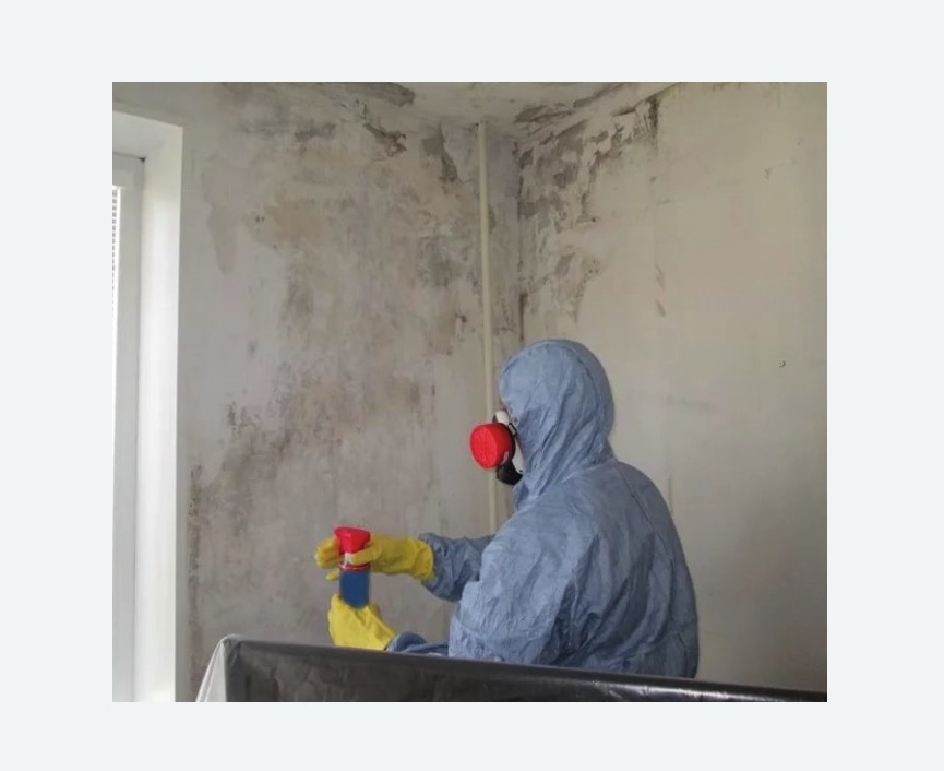 Удаление плесени в квартире в Кировске