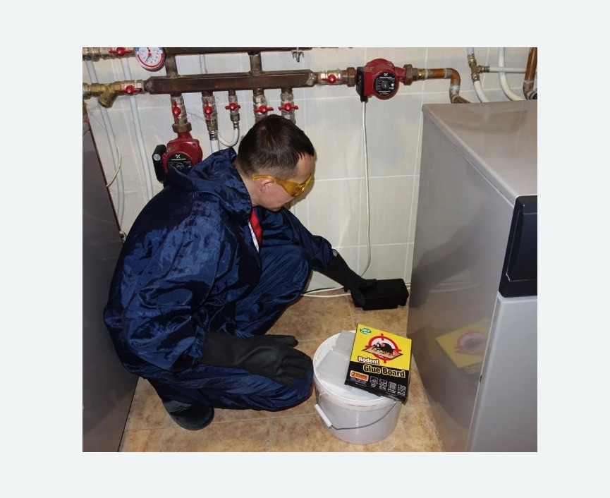 Уничтожение крыс в Кировске