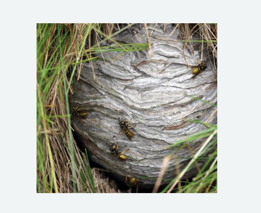 Уничтожение ос и ульев в Кировске